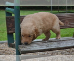 Small Photo #22 Golden Retriever Puppy For Sale in GREENWOOD, WI, USA