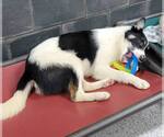 Small #13 Border Collie
