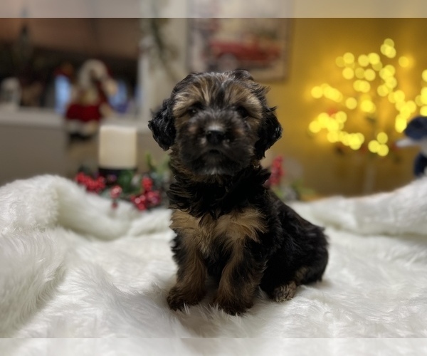 Medium Photo #1 Cavapoo Puppy For Sale in CONVERSE, IN, USA