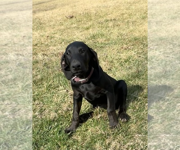 Medium Photo #3 Doberman Pinscher Puppy For Sale in AUSTINVILLE, VA, USA