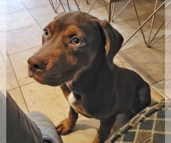 Medium Photo #4 Mutt Puppy For Sale in Raleigh, NC, USA