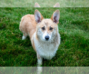 Mother of the Pembroke Welsh Corgi puppies born on 04/20/2025