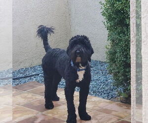 Labradoodle Dogs for adoption in Woodland, CA, USA