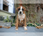 Puppy Farah Boxer