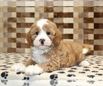 Small #1 Bernedoodle (Miniature)-Cavapoo (Miniature) Mix