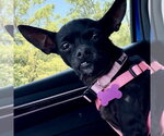 Small #1 Chihuahua