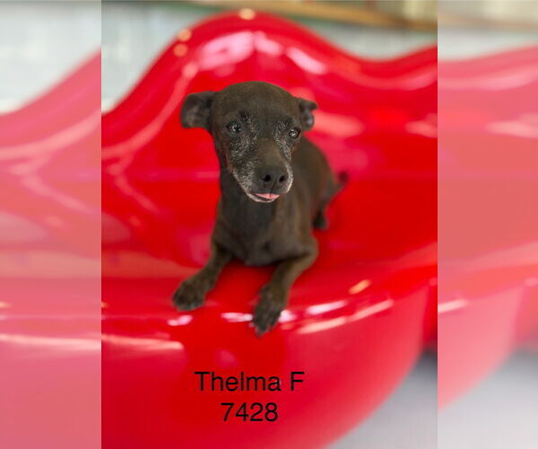 Medium Photo #1 Chihuahua Puppy For Sale in Studio City, CA, USA