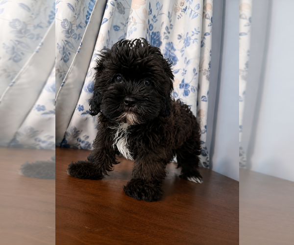 Medium Photo #13 Shih-Poo Puppy For Sale in DURHAM, CT, USA