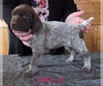 Small #3 German Shorthaired Pointer