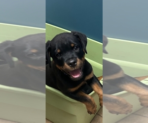 Rottweiler Puppy for Sale in ALLENDALE, Michigan USA
