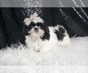 Shih Tzu Puppy for Sale in WARSAW, Indiana USA