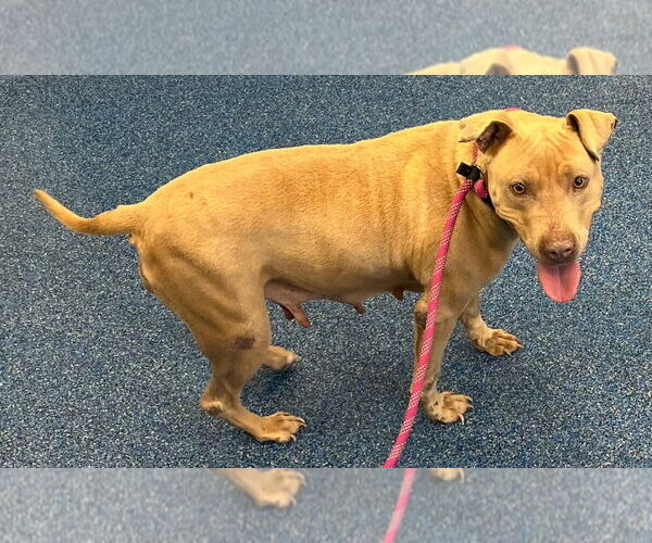 Medium Photo #3 Mutt Puppy For Sale in Tarboro, NC, USA