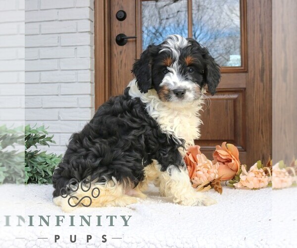 Medium Photo #2 Cavapoo (Miniature) Puppy For Sale in NARVON, PA, USA