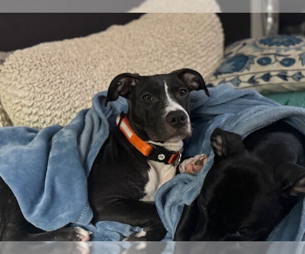 Medium Photo #11 American Pit Bull Terrier-Labrador Retriever Mix Puppy For Sale in Brewster, NY, USA