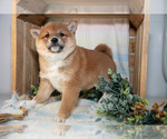 Puppy Louie Shiba Inu