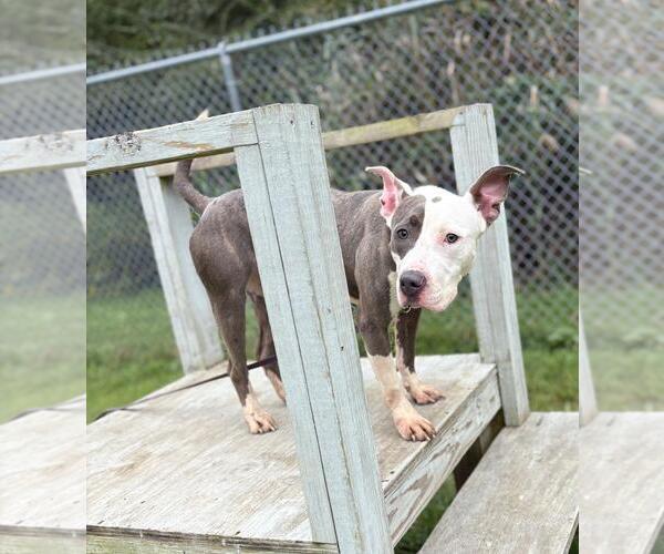 Medium Photo #3 Mutt Puppy For Sale in Virginia Beach, VA, USA