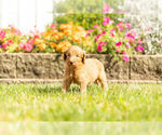 Small Photo #9 Goldendoodle Puppy For Sale in NAPPANEE, IN, USA