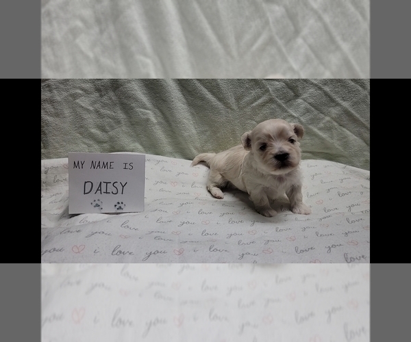 Medium Photo #23 Maltipoo (Miniature) Puppy For Sale in BROOKFIELD, MO, USA