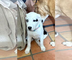 Huskies -Unknown Mix Dogs for adoption in Mesa, AZ, USA