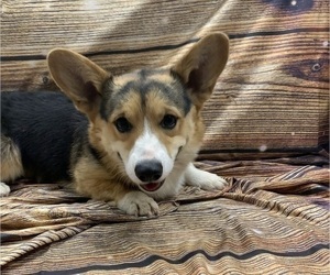 Father of the Pembroke Welsh Corgi puppies born on 07/31/2022