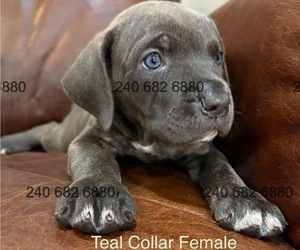 Cane Corso Puppy for Sale in LA PLATA, Maryland USA