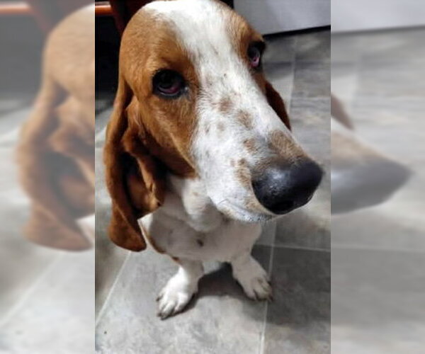 Medium Photo #2 Basset Hound Puppy For Sale in Deepwater, NJ, USA