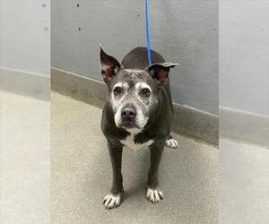 American Pit Bull Terrier-Unknown Mix Dogs for adoption in Las Vegas, NV, USA