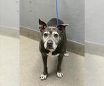 Small American Pit Bull Terrier Mix