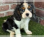 Small #11 Cavalier King Charles Spaniel