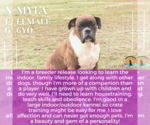 Small Boxer