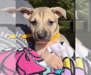 Medium American Pit Bull Terrier-Labrador Retriever Mix