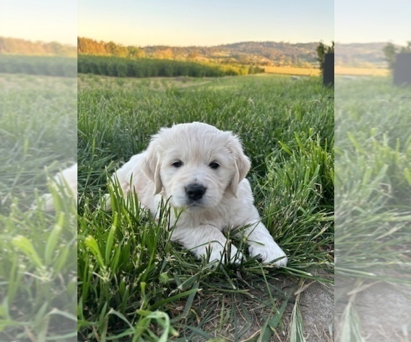 Medium Photo #1 English Cream Golden Retriever Puppy For Sale in NEWBERG, OR, USA