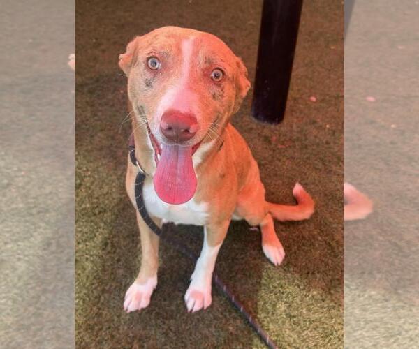 Medium Photo #5 American Pit Bull Terrier-Australian Shepherd Mix Puppy For Sale in Rockwall, TX, USA