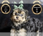 Small #4 YorkiePoo