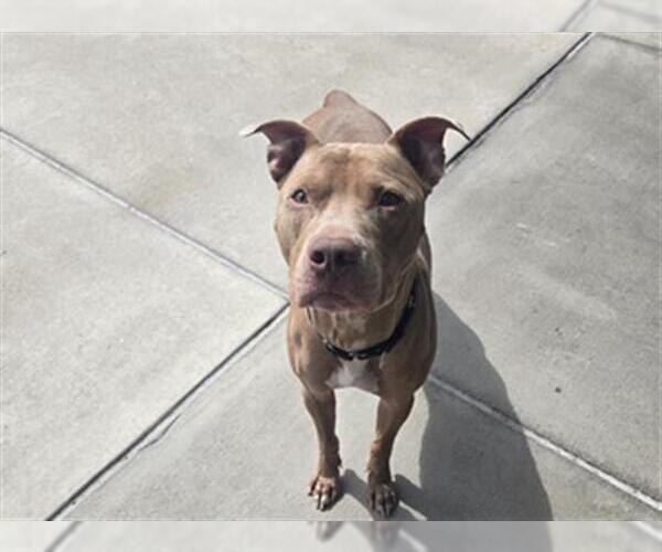 Medium Photo #1 American Pit Bull Terrier Puppy For Sale in Denver, CO, USA