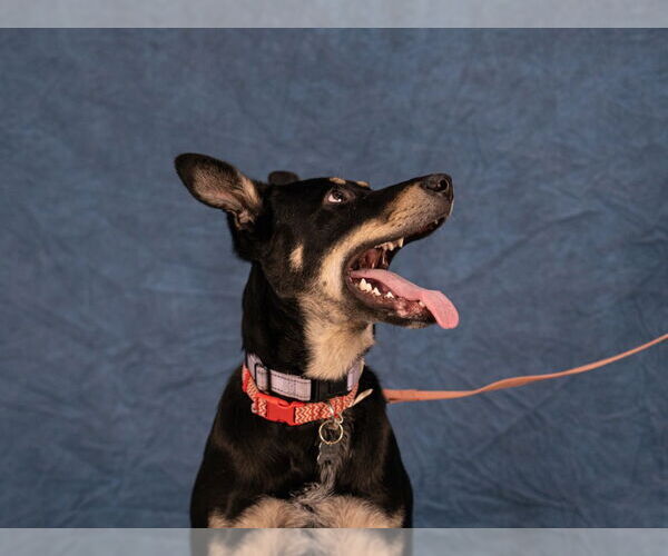 Medium Photo #11 Australian Kelpie-Unknown Mix Puppy For Sale in Lake Forest, CA, USA