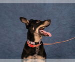 Small #10 Australian Kelpie Mix