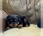 Small #26 Rottweiler