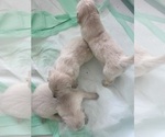 Small #13 Golden Retriever