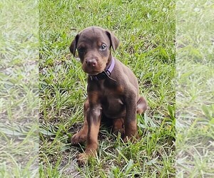 Doberman Pinscher Puppy for sale in ALACHUA, FL, USA