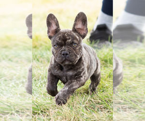 French Bulldog Puppy for sale in BREMEN, IN, USA