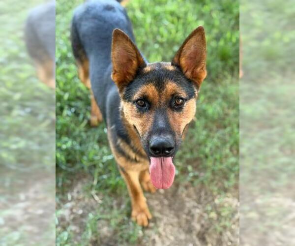 Medium Photo #2 German Shepherd Dog Puppy For Sale in Riverside, CA, USA