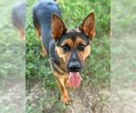 Small #1 German Shepherd Dog