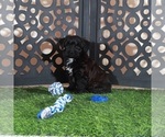 Small #1 Yorkiepoo mix (+ Poodle Toy)