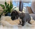 Small #2 Faux Frenchbo Bulldog