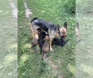 Mother of the German Shepherd Dog puppies born on 07/10/2022