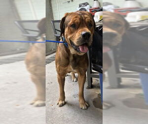 Mastiff Dogs for adoption in Stockton, CA, USA