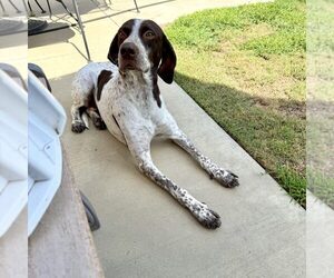 German Shorthaired Pointer Dogs for adoption in Menlo Park, CA, USA