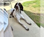 Small German Shorthaired Pointer