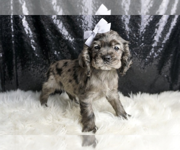 Medium Photo #46 Cocker Spaniel Puppy For Sale in WARSAW, IN, USA